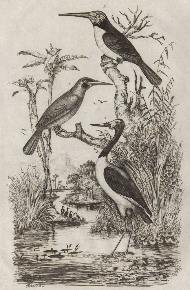 BIRDS. Jabiru stork. Jacamar. Jacamaralcyon (three-toed Jacamar) 1834 print